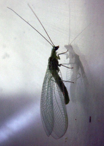 Chrysopidae vari
